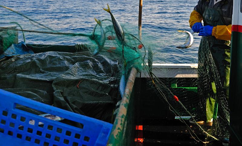 Fileyeur St Jean de Luz ad6.JPG